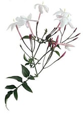 Jasmine
