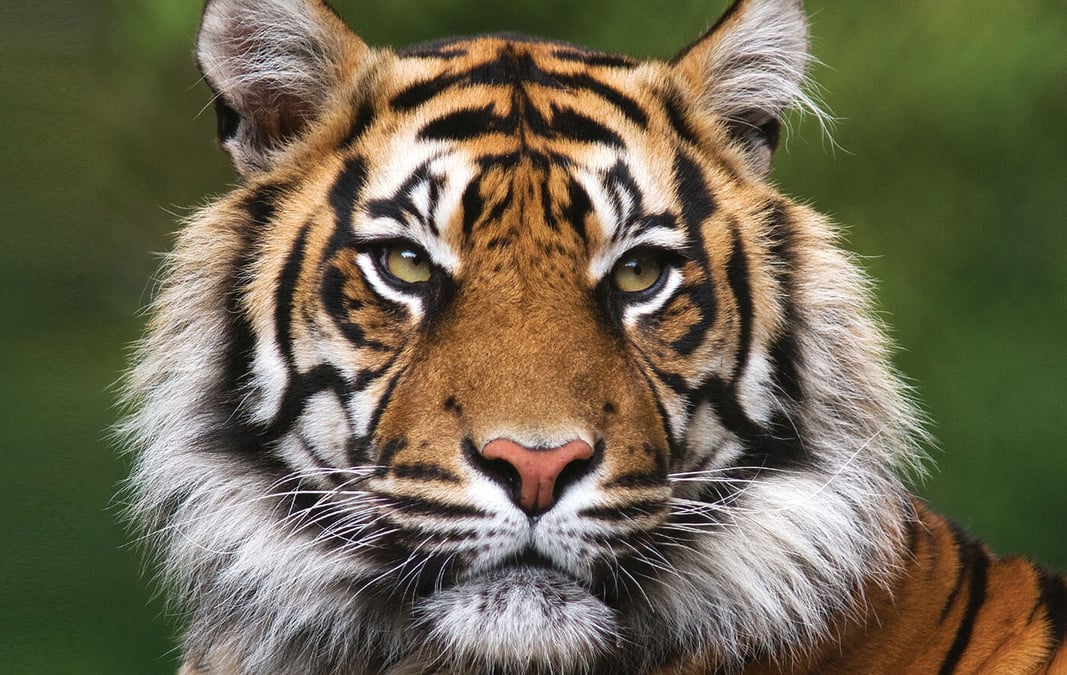 How many tigers in Nepal?