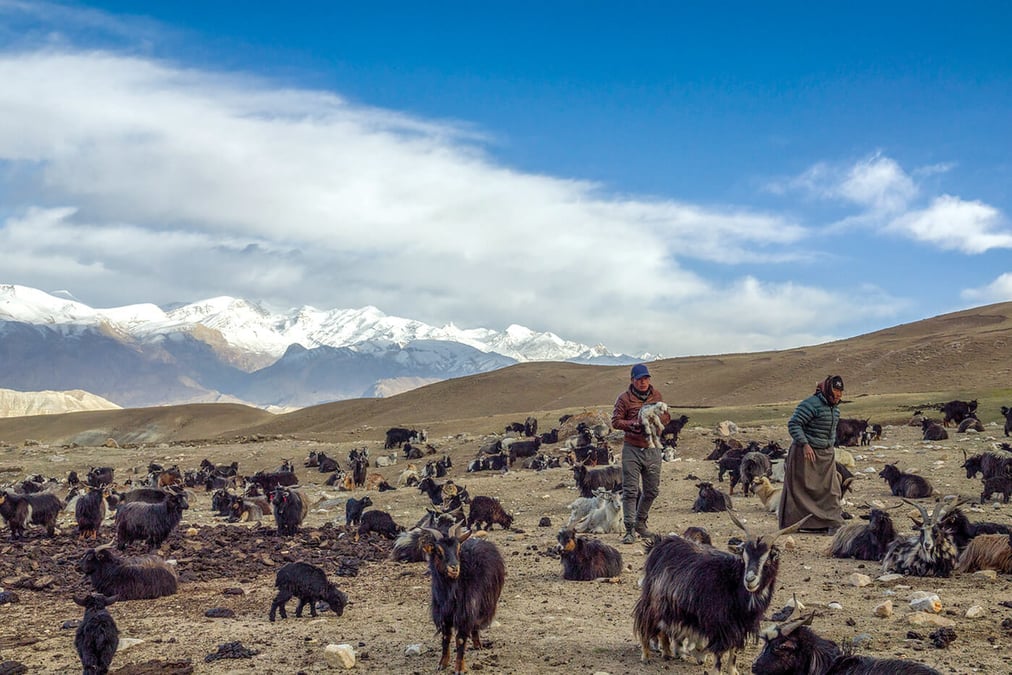 Gift a goat to Tibet nomads in Nepal