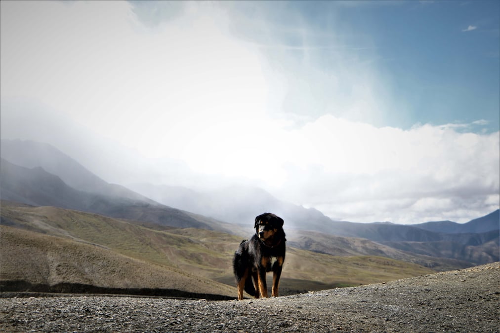 A dog with altitude