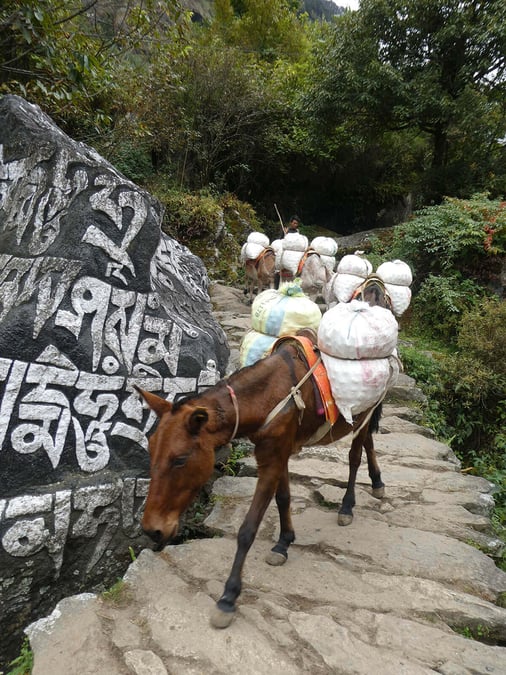 Too many mules on the Everest trail