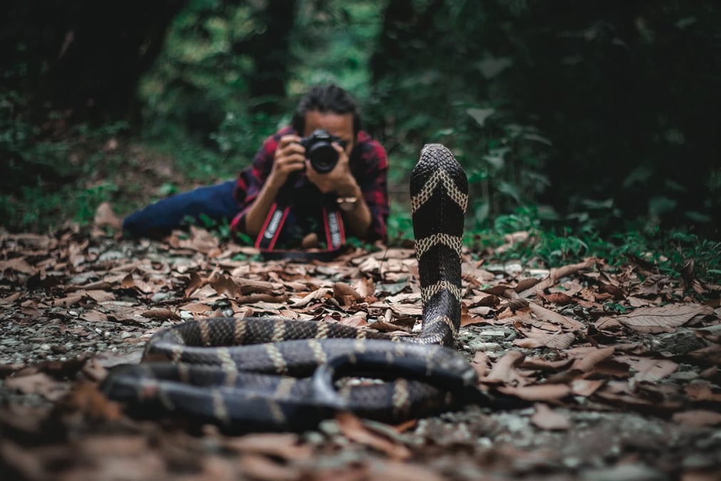 Save snakes to save nature