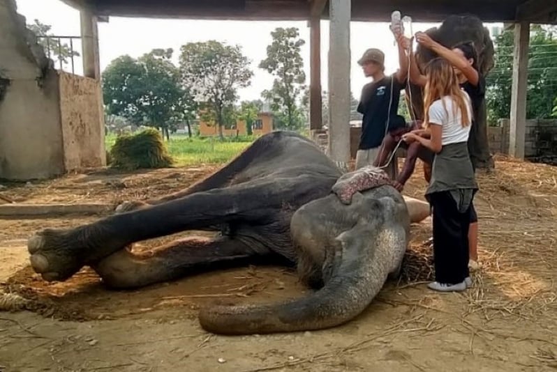 Making the life of Nepal's captive elephants easier
