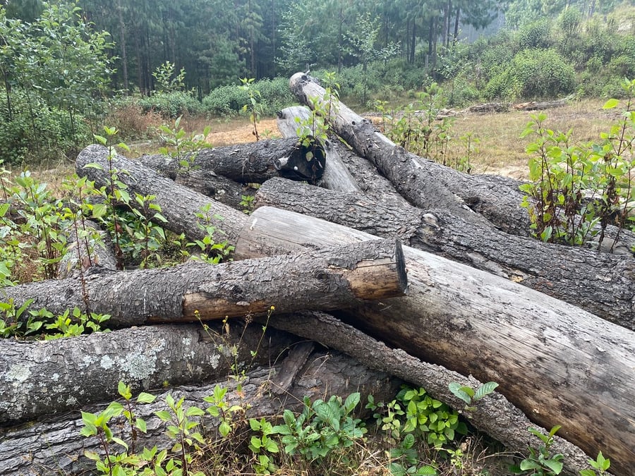 Reviving Nepal's community forestry success story
