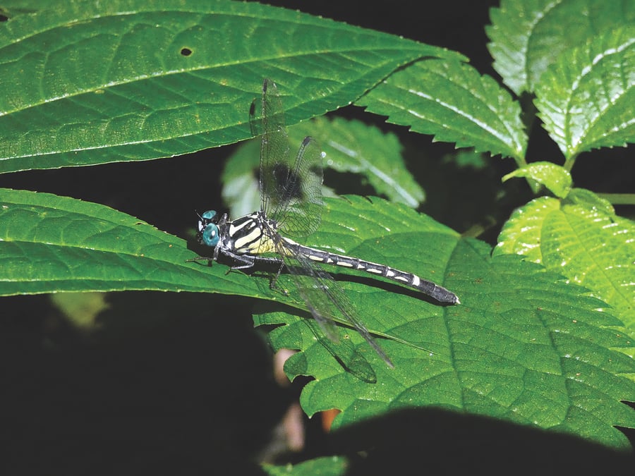 A female Microgomphus phewataali. PHOTO: MAHENDRA SINGH LIMBU