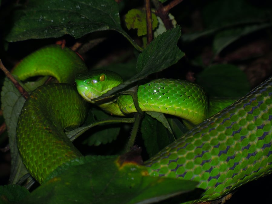 Green Pit Viper. All photos: MAHENDRA SINGH LIMBU