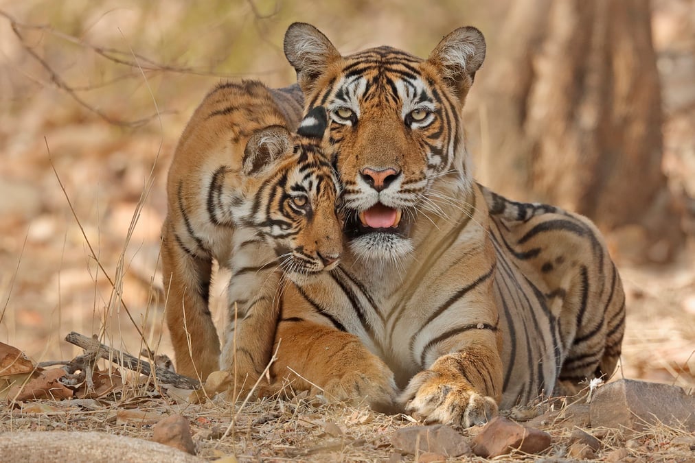 Bengal tiger (Panthera tigris tigris) mother with cub age four months in Ranthambhore in Rajasthan. Photo: ANDY ROUSE/WWF