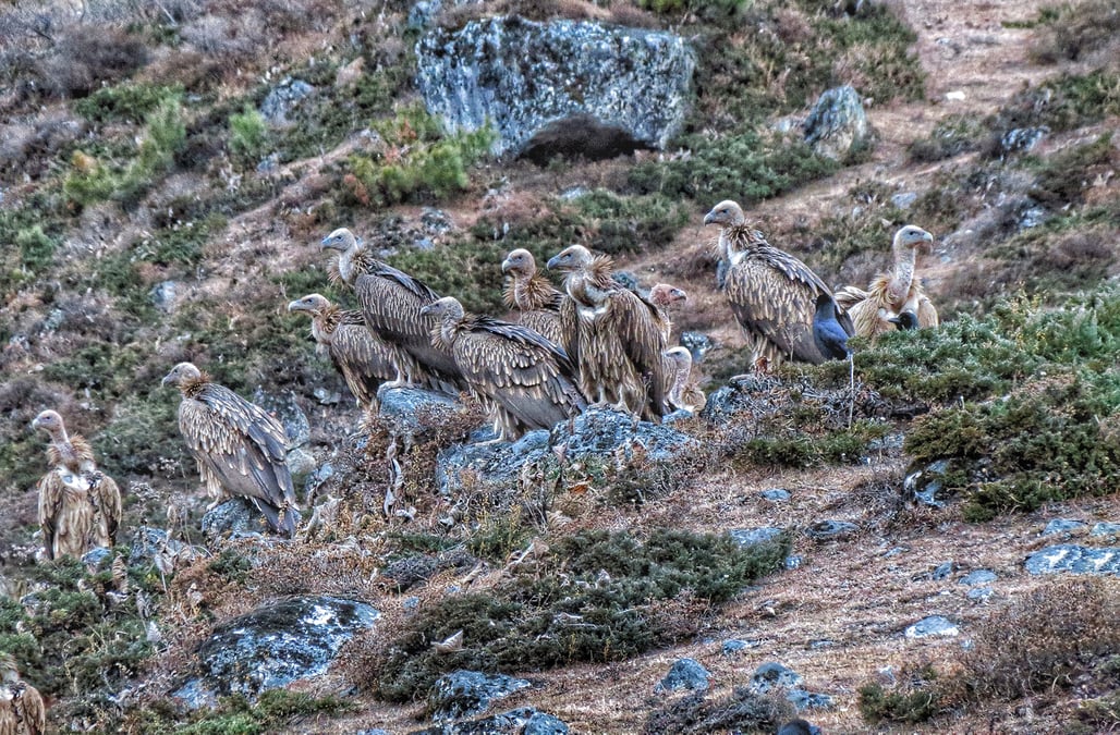 Himalayan Griffon. All photos: Pema Norbu Lama