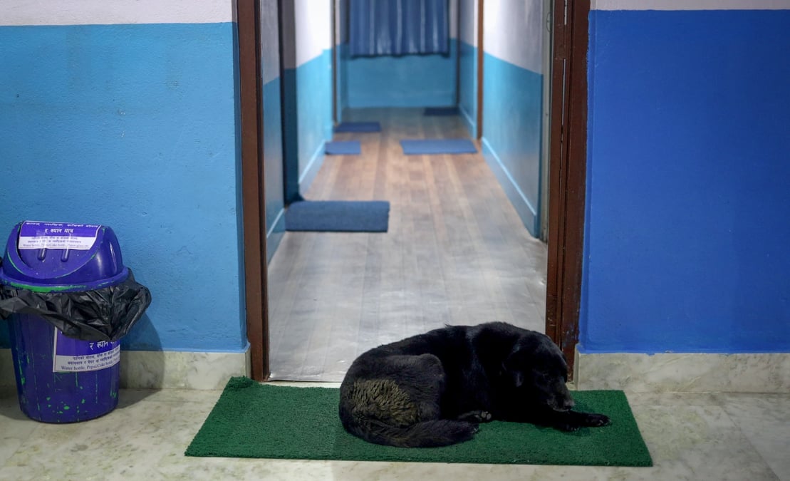 Kali asleep outside cabin C18 at Alka Hospital. All photos: GOPEN RAI