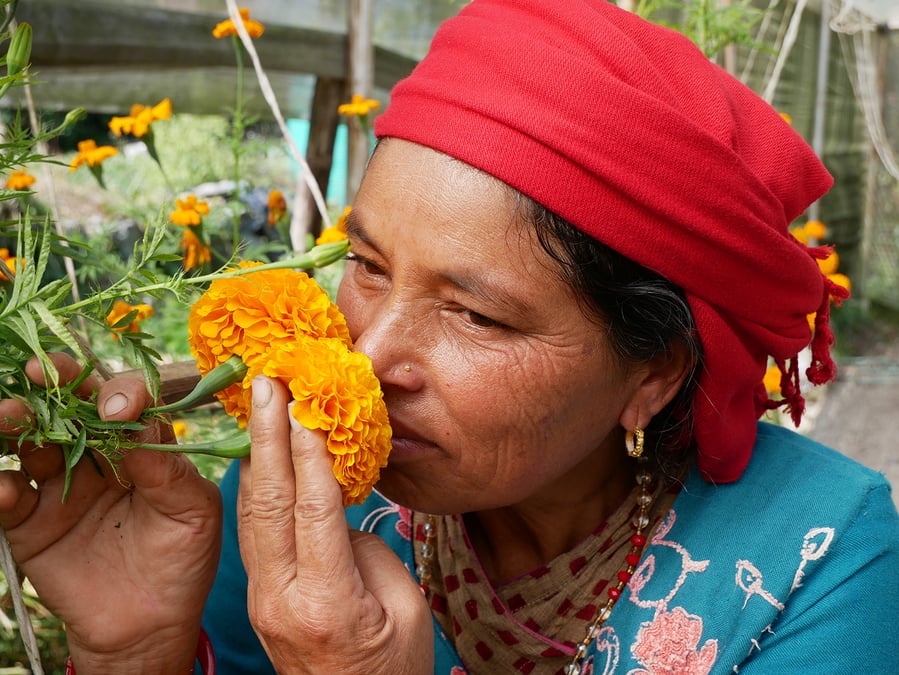Kamala Khadka in Pokhara plants marigold to protect her tomato crops from being infested instead of using insecticides. Photo: SIMON CRITTLE