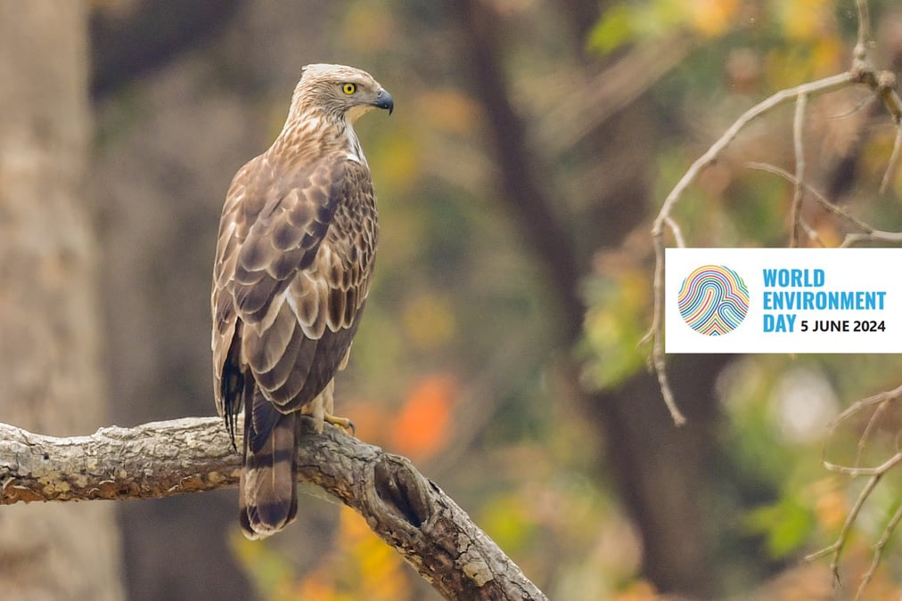 Changeable Hawk Eagle. All bird photos: Umang Jung Thapa