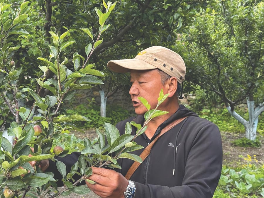 APPLE OF HIS EYE: Saroj Tulachan explains the difference between traditional apple trees and his high-density spindle orchard. Photos: KUNDA DIXIT