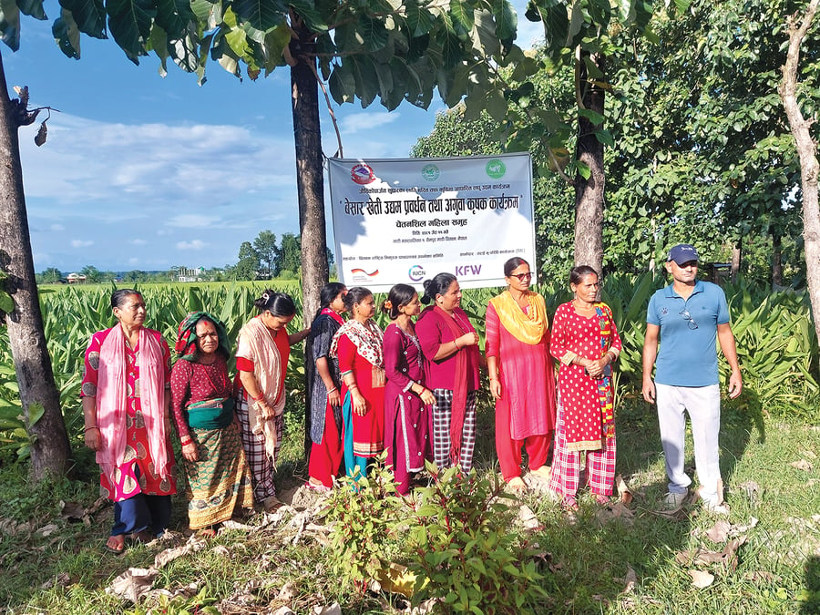 Women in Chainpaur in Madi have planted turmeric which wild elephants do not like to eat. All photos: SHRISTI KARKI