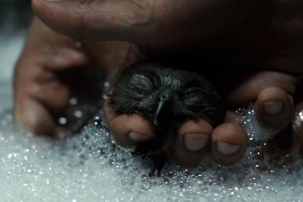 A still from All That Breathes.