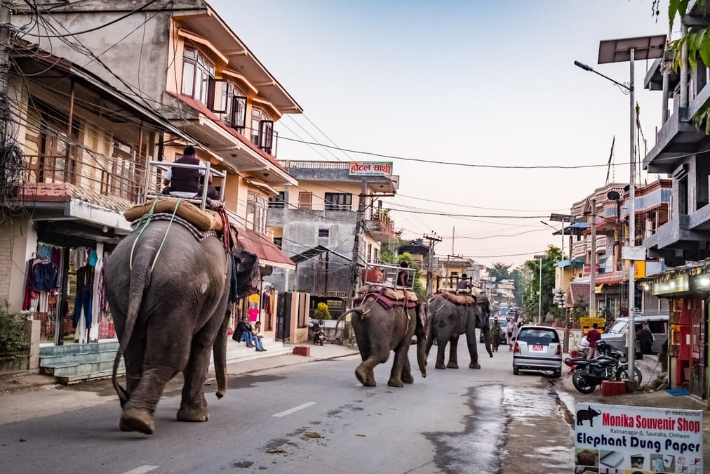 Safari elephants on the streets of Sauraha. Photo: ISAZ