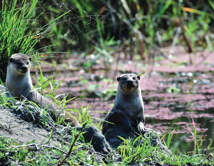 A pair of Smooth-coated otters in Suklaphanta National Park's Rani Tal area. Photo: FRIEDIRCH ESSER
