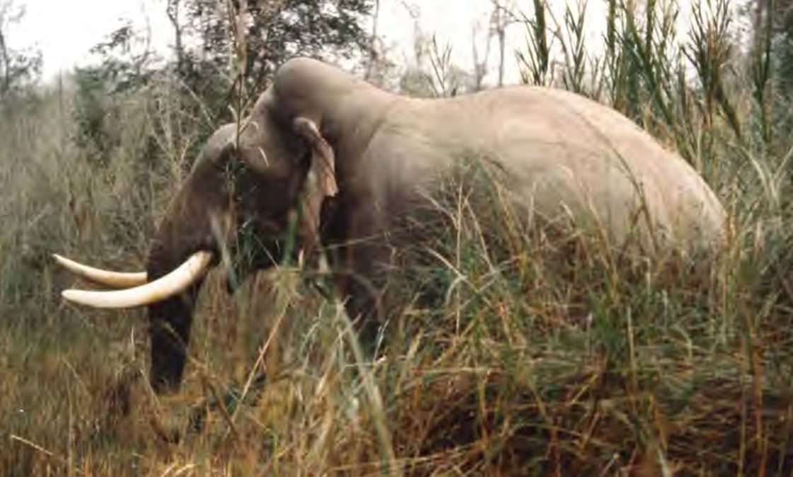Raja Gaja, with high head domes, sighted in Bardia. A photo from Dr. Adrian Lister’s collection. © Nick Brown (1993)