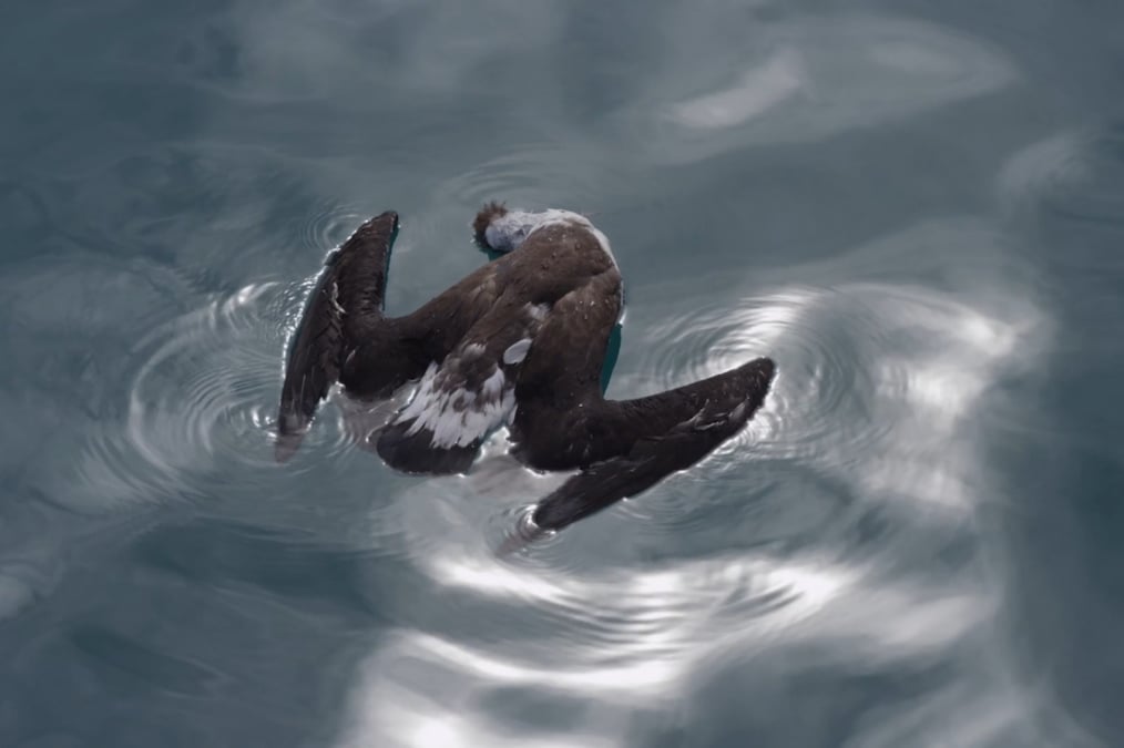 Chris Jordan's Midway: Message from the Gyre and Albatross