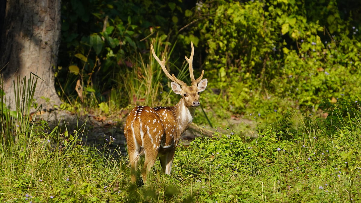 Spotted deer. All photos: RAJENDRA N SUWAL