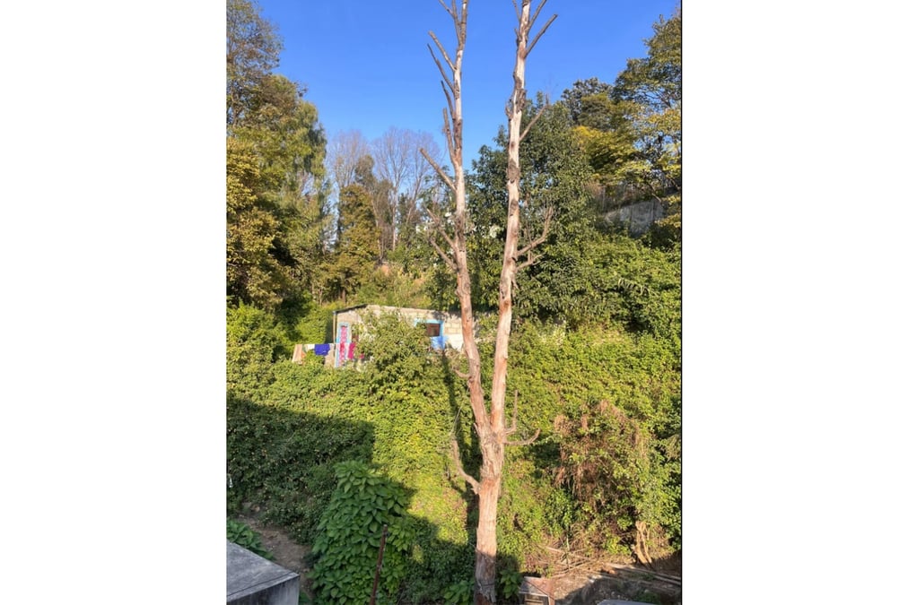 A dead tree tests Nepal's bureaucracy