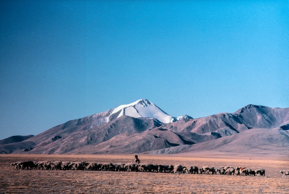 A flock of sheep moves below a cold, open skyline, capturing the scale of trans-Himalayan pastoral life and the constant search for grass, water, and seasonal refuge. Photos: DANIEL J MILLER / ICIMOD ARCHIVE