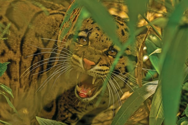 Clouded future for the Clouded Leopard