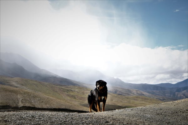 A dog with altitude