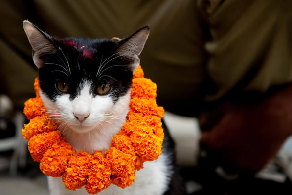 Kukur Biralo Tihar