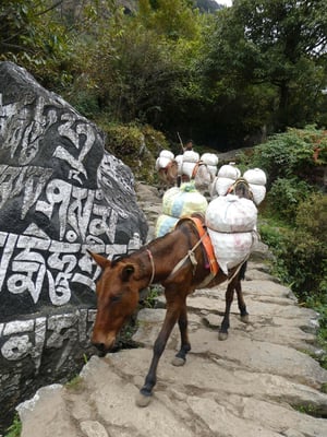 Too many mules on the Everest trail