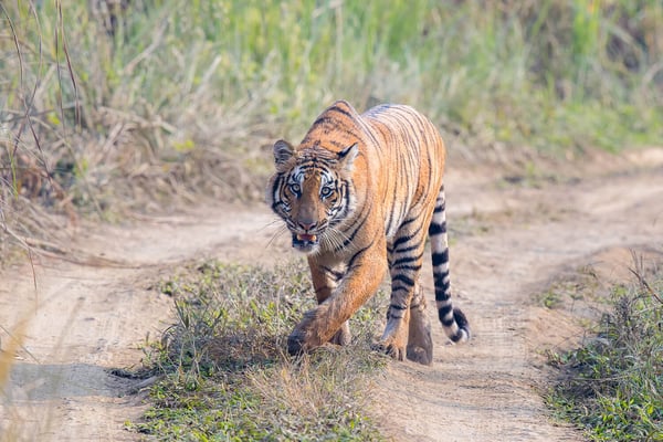 2 Nepal tiger reserves awarded