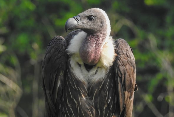 Nepal is a model for vulture conservation