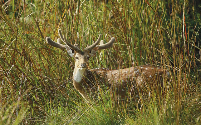 Protecting Nepal’s parks by saving buffer zones