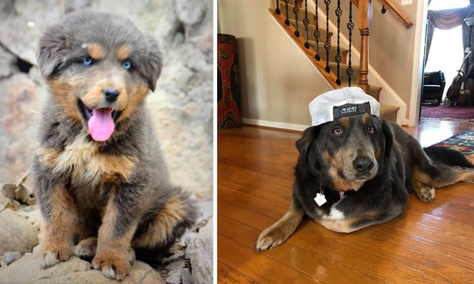 A Tibetan Mastiff pup who dares to dream