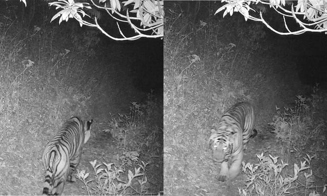Nepal’s highest-ever tiger sighting