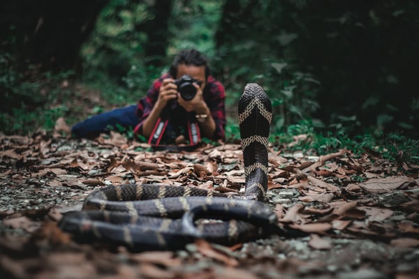 Save snakes to save nature