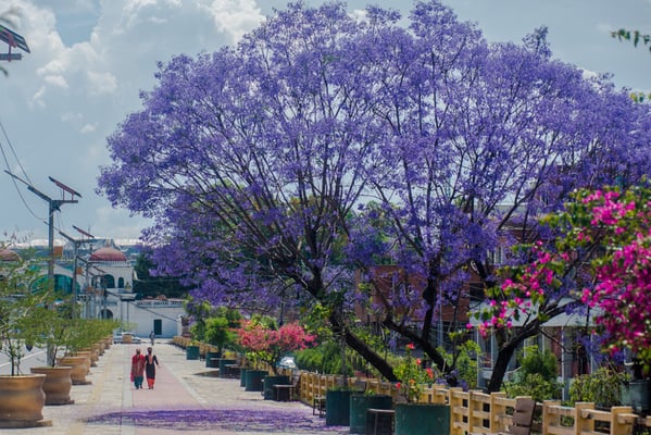 A green city is a smart city