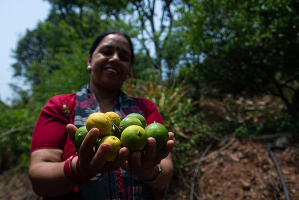 Money grows on trees here