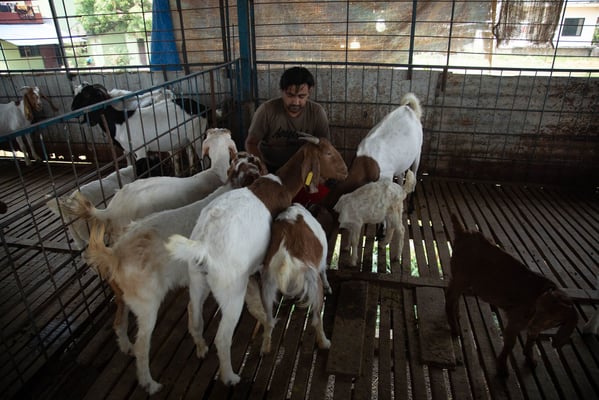 Down on Bishnu's farm