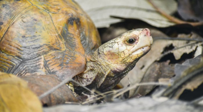 Saving Nepal's rare tortoises