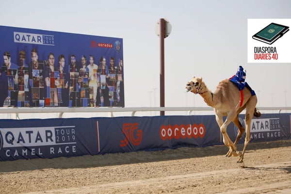 Nepali bonds with racing camel in Qatar