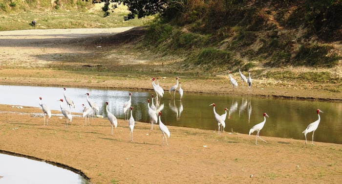 Saving Lumbini’s Sarus
