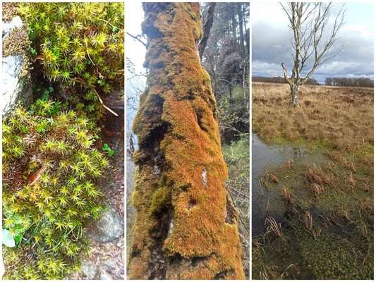 Let’s not forget mosses