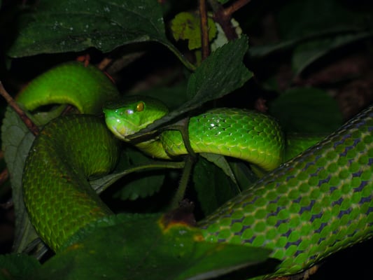 Where wild things are