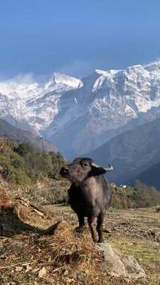 Not easy for Nepal to sell buffalo meat to China