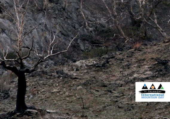 Nepal brings back the snow leopard