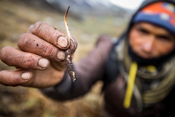 Biosphere on the brink