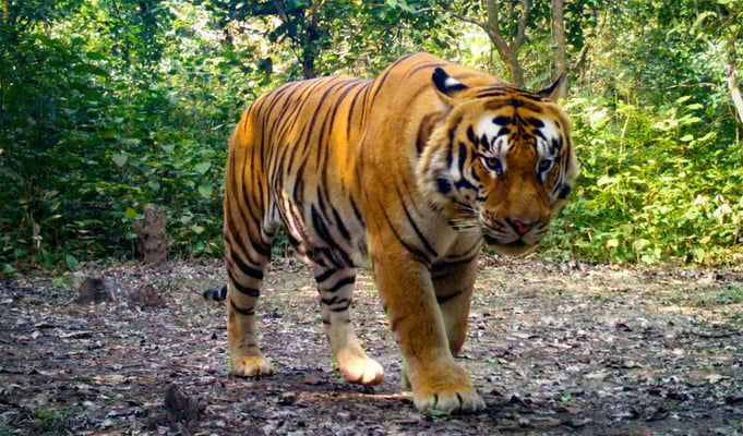 Saving tigers to save the economy