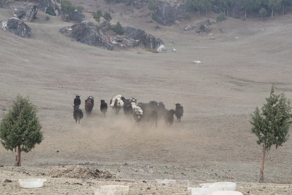 When yaks go, so does culture