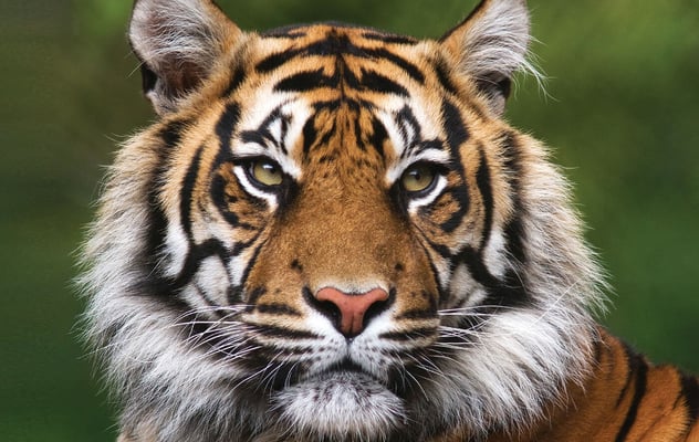 People, tigers, trees and rivers