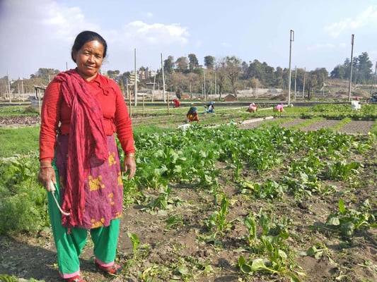 Back to the land in the cities